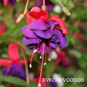 Фуксия Voodoo