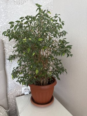 Продам фикус бенжамин