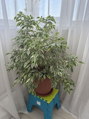Продам фикус