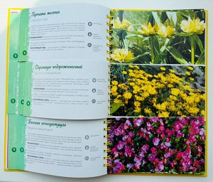 Книга Садовые цветы. Никитина
