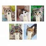 ТЕТРАДЬ 48Л КЛЕТКА &quot;КОШАЧЬИ ЗАБАВЫ&quot;