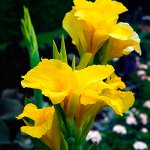 Канна Зеленолистные Ричард Уоллес