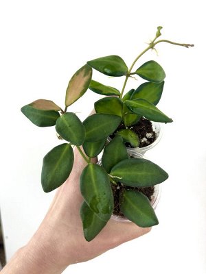 Хойя burtoniae