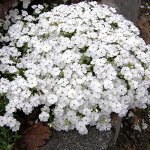 Флокс дугласа White Admiral