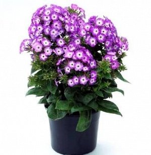 Флокс метельчатый Early Purple Eye