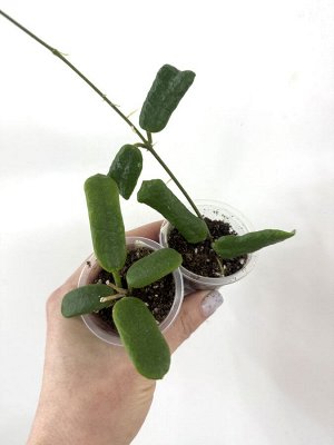Хойя Rotundiflora