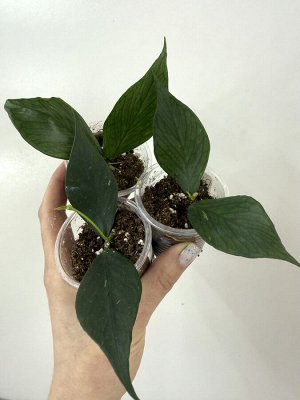 Хойя  Полинейра (HOYA POLYNEURA )
