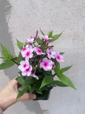 Флокс метельчатый Early Lavender Pop