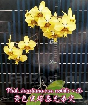 Фаленопсис Стюартиана елоу