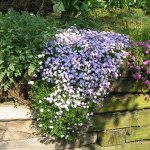 Флокс шиловидный Emerald Cushion Blue