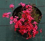 Флокс шиловидный Scarlet Flame