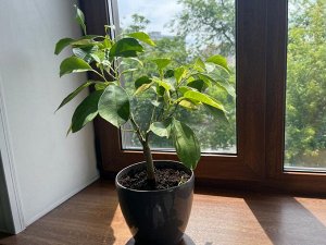 Цветочный дворик Помиранец amaro вариегатный (горький апельсин)