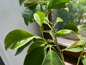 Цветочный дворик Помиранец amaro вариегатный (горький апельсин)