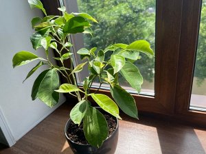 Цветочный дворик Помиранец amaro вариегатный (горький апельсин)