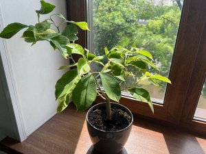 Цветочный дворик Помиранец amaro вариегатный (горький апельсин)