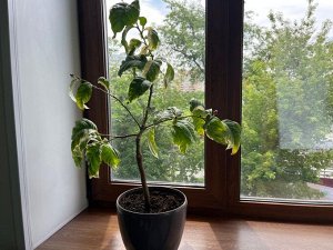 Цветочный дворик Лимон Эврика  (Альба) Вариегатный