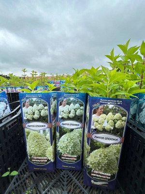 Гортензия метельчатая Литтл Спооки