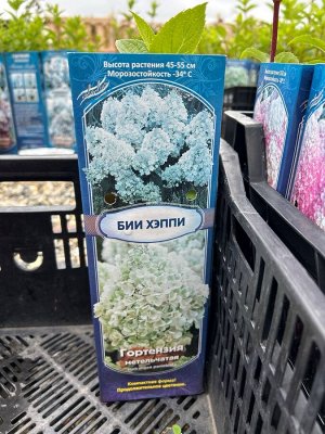 Гортензия метельчатая Бии Хэппи