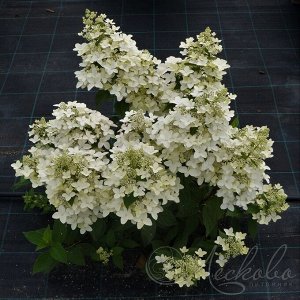 Гортензия Confetti