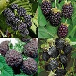 МАЛИНА, ЕЖЕВИКА ЗКС: Крупная, сладкая, необычная