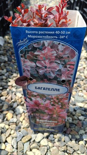 Барбарис Тунберга Багателле