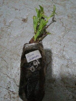 Роза блек баккара