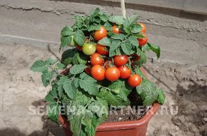 Томат Балконное Чудо (красный) / Сорт томата