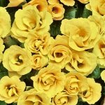 Цветы двулетние и многолетник — виолы, примулы