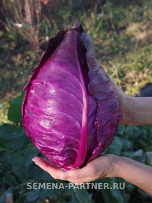 Капуста краснокочанная Калибос