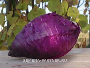 Капуста краснокочанная Калибос