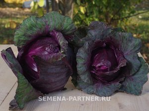 Капуста краснокочанная Калибос