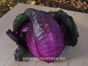 Капуста краснокочанная Калибос