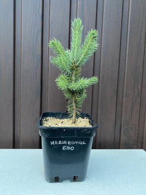 Ель колючая	Глаука Маджестик Блю