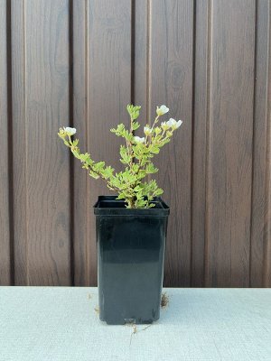 Лапчатка Абботсвуд кустарниковая