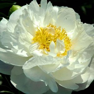 Мисс Америка