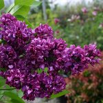 Сирень обыкновенная		Шарль Джоли