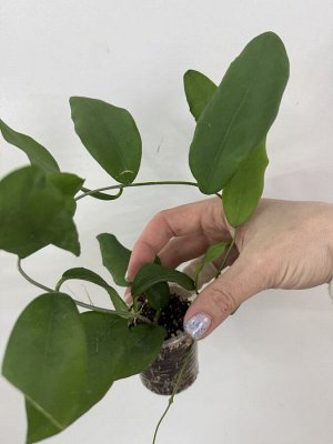 Хойя cagayanensis ( сатиновый лист)