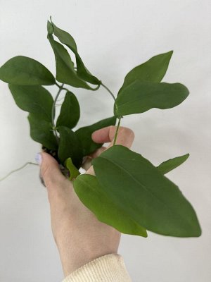 Хойя cagayanensis ( сатиновый лист)
