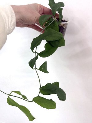 Хойя cagayanensis ( сатиновый лист)
