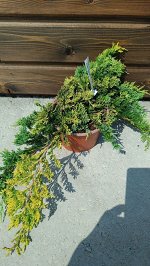 Можжевельник обыкновенный Лемон Карпет