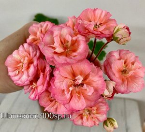 Пеларгония ЮВ-Луксор