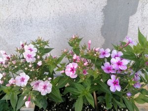 Флокс метельчатый Early Lavender Pop