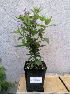Флокс метельчатый Early Lavender Pop