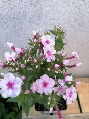 Флокс метельчатый Early Pink