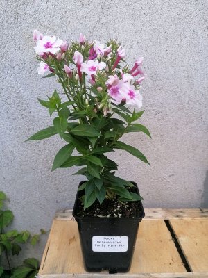 Флокс метельчатый Early Pink