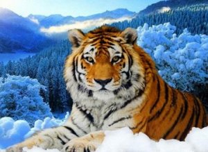 "Тигр в зимнем лесу"