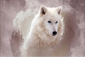 "Белый волк"