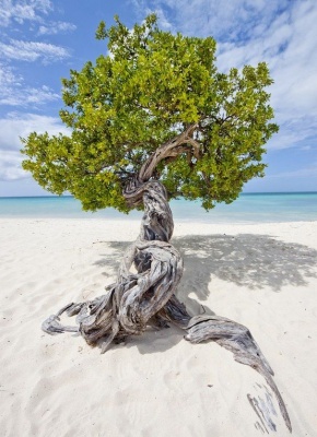 "Дерево на пляже"