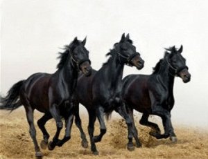 "Три черных коня"