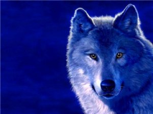 "Синий волк"